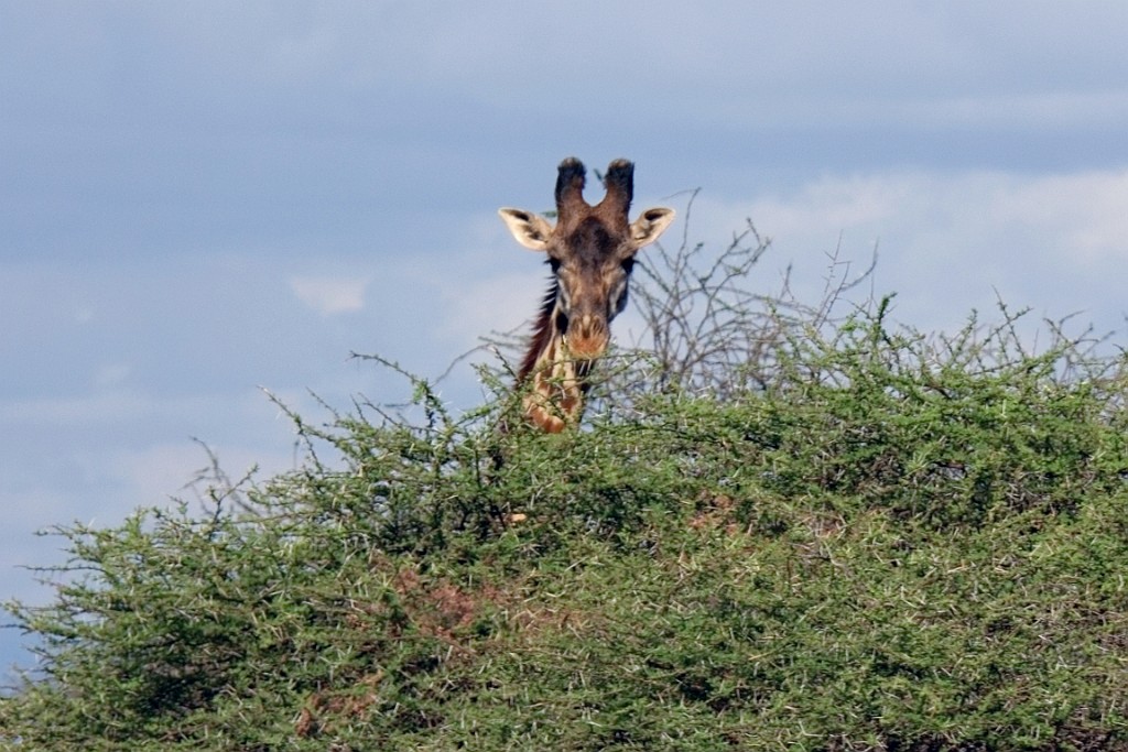 Kenia (52).jpg